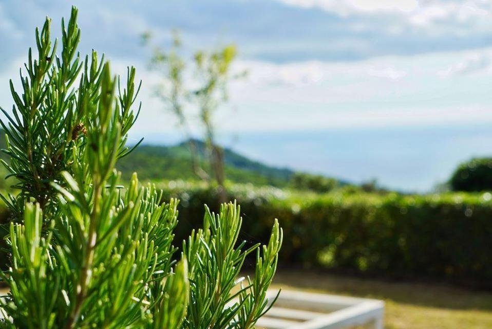 B&B Il Piccolo Paradiso Montenero  Luaran gambar